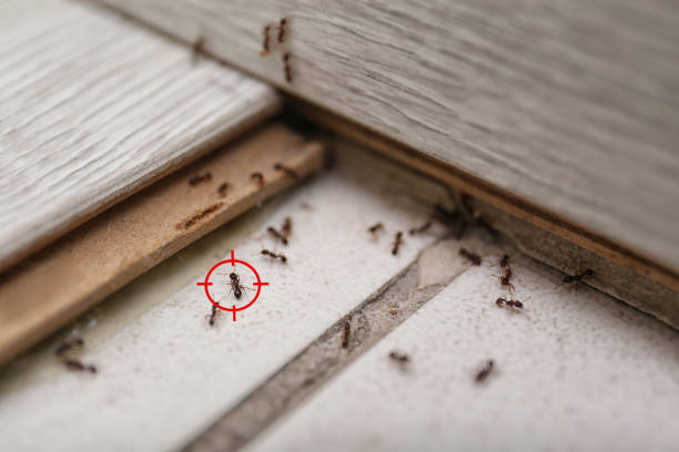 Best Pest Inspection Near Me  in Santa Rosa Valley, CA