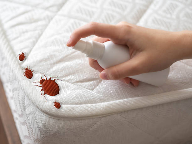 Wasp Removal Services in Santa Rosa Valley, CA