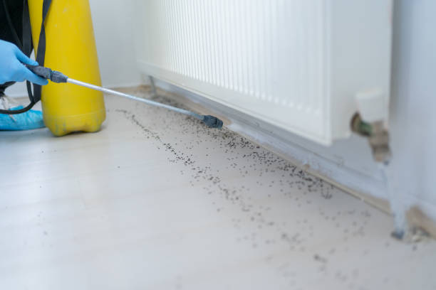 Best Pest Prevention Services  in Santa Rosa Valley, CA