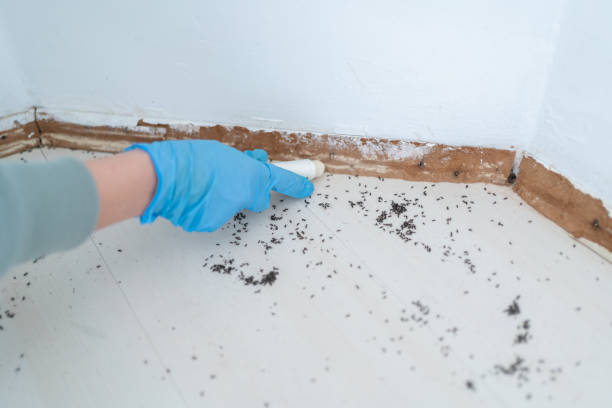 Best Pest Prevention Services  in Santa Rosa Valley, CA